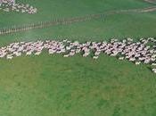 Moving, Mesmerizing Sheep Herding