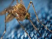 Mosquitoes Carriers Diseases: They Spread Coronavirus?