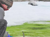 Climate Crisis Triggers Spread Green Snow Antarctica