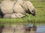 POEM: Marsh Elephants