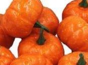 Best Mini Pumpkins 2020