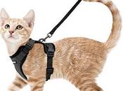 What Best Harness 2020?