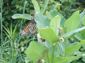 Milkweed Monarchs