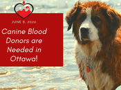 Ottawa Owners: Canine Blood Donors Needed