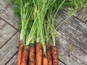 Finger Carrots