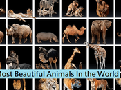 Most Beautiful Animals World