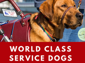 Helping Paws: Training Service Dogs People with Disabilities Means Maintaining Health