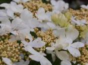 Plant Week: Viburnum Plicatum ‘Mariesii’