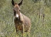 Featured Animal: Donkey