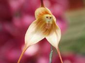 Amazing Monkey Orchid