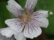 Plant Week: Geranium Renardii