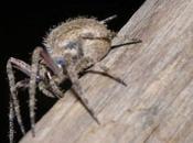 Spider Invasion India Terrifies Local Villagers