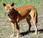 Dingo Baby Case Nears Conclusion