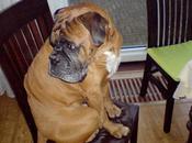 Dogs Waiting Patiently Dinner