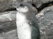 Featured Animal: Galapagos Penguin