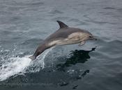 Dolphins Sound Sleat
