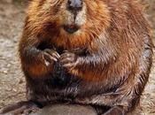 Father's Day: Beaver Good