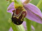 Plant Week: Ophrys Apifera