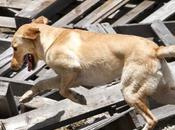 Finds Live Victim Beneath Rubble