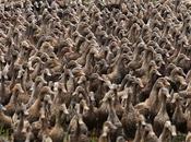 5,000 Ducks Their Pond