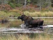 Moose Swims Reservoir Escape Fire