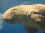 Legislation Tries Protect Dugongs Australia from Painful Death