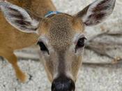 Deer Being Outlawed Pets Arkansas
