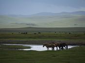 Mongol Derby: 1000km Horse Race Across Mongolian Steppe