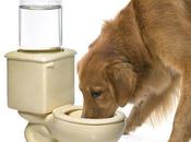 Doggy Toilet Water Bowl Flushes Away Your Pet's Thirst