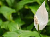 Plants Have Board Superyacht