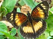 BUTTERFLIES KIBALE FOREST NATIONAL PARK, Uganda, Part Guest Post Karen Minkowski