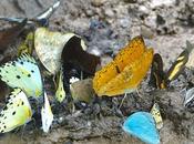 BUTTERFLIES KIBALE FOREST NATIONAL PARK, Uganda, Part Guest Post Karen Minkowski