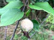 Tree Following July 2020 Quince Count Commences