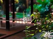 Things Need Know Before Hiring Landscaping Designer