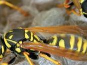 Everything Need Know About Wasps Pest Control
