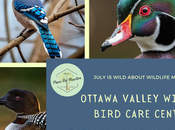 Wild Wednesday: Ottawa Valley Bird Care Centre Rehabilitation Dedicated Birds #WildWednesday