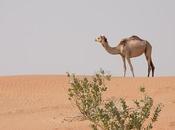 Enjoy Luxury Desert Safari Golden Land