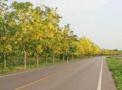 Trees Reduce Noise Pollution Much They Block?