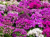 Ultimate Guide Grow Care Cineraria Plant: Information Tips