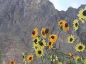 POEM: Flower, Sunflower