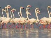 Places Maharashtra Spot Iconic Flamingos