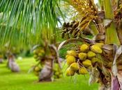 Different Types Coconuts That Grow Around World