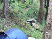 POEM: Woodland Wake Call [Villanelle]