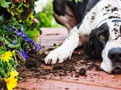 Ways Keep Dogs Flower Beds