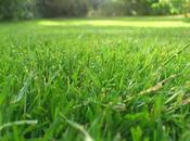 Best Ways Maintain Your Lawn Garden