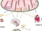 Alternative Treatment Friedreich’s Ataxia