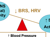 Changes MindBlog's Autonomic Nervous System Ages Years