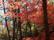 Fragile Ephemeral Haiku