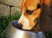 Treats Every Will Love