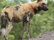 African Wilddogs Relocated Mozambique